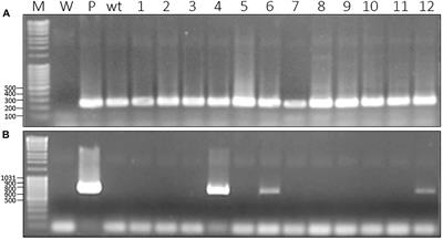 Assessing Carnivorous Plants for the Production of Recombinant Proteins